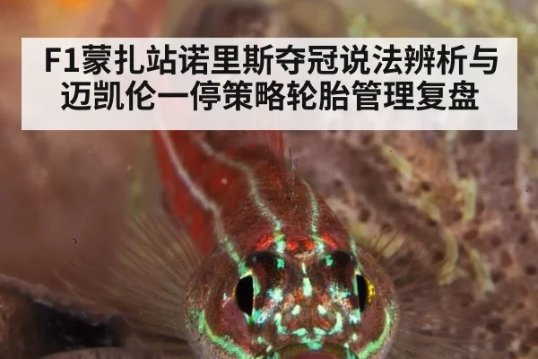 F1蒙扎站诺里斯夺冠说法辨析与迈凯伦一停策略轮胎管理复盘